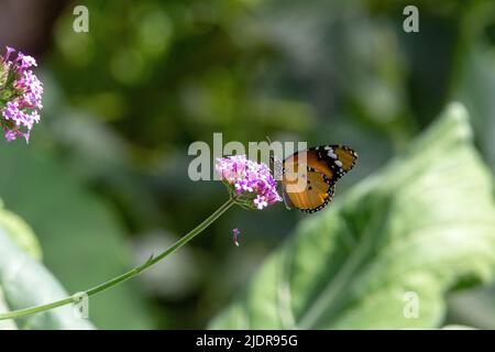 Schlichter Tiger-Schmetterling (Danaus chrysippus chrysippus) Seitenansicht mit geschlossenen Flügeln, die von kleinen rosa Blüten mit tropischen grünen Blättern isoliert ernähren Stockfoto
