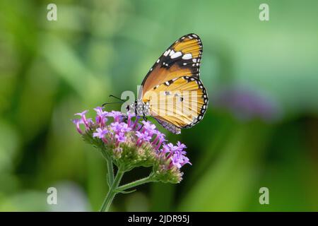 Schlichter Tiger-Schmetterling (Danaus chrysippus chrysippus) mit geschlossenen Flügeln, die sich aus kleinen violetten Blüten ernähren, die im Hintergrund tropisches Grün isoliert haben Stockfoto