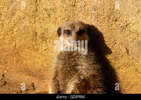 Schlanker Schwanzmeerkat (Suricata suricatta) ein einzelner schlanker Schwanzmeerkat, der sich entspannt und sich mit der Morgensonne an einen Felsen lehnt Stockfoto