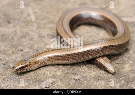 Seltene Tier, legless glänzend harmlos Eidechse langsamen Wurm auf dem Boden Stockfoto