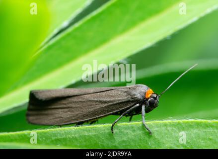 Kleiner grauer Schmetterling Rothaltiger Fußmann (Atolmis rubricollis) mit einem leuchtend orangefarbenen Fleck auf dem Blatt Stockfoto