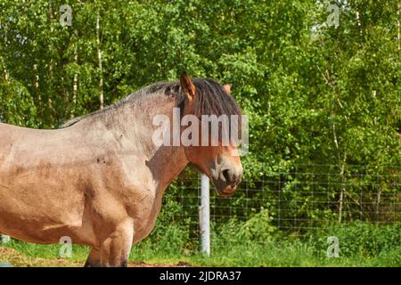 Brabanson, ein schweres belgisches Pferd. Nahaufnahme im Hochformat Stockfoto