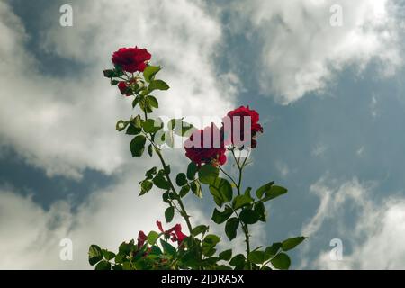 rote Rosen gegen blauen Himmel Stockfoto