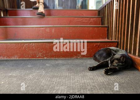 Schwarze Katze schläft auf dem Boden, während Menschen in der Nähe davon vorbeikommen. Stockfoto
