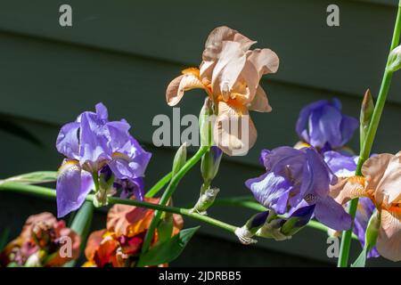 Nahaufnahme der Gartenansicht der bärtigen Irisblüten (Iris germanica) in rosa und violett-blauer Farbe mit defokussiertem Hintergrund Stockfoto