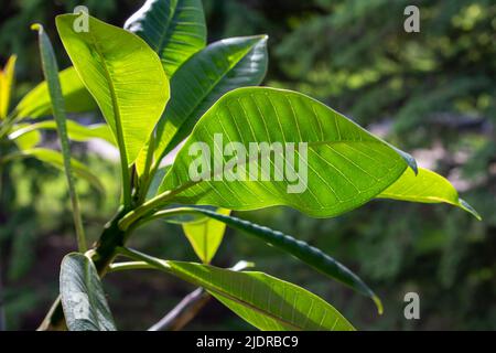 Nahaufnahme des Sonnenlichts, das durch große Blätter auf einer Plumera (Frangipani)-Pflanze leuchtet Stockfoto