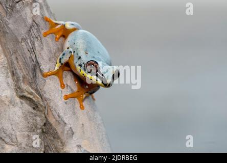 Blauer Schilfrosch (Heterixalus madagascariensis) aus Palerium, Ost-Madagaskar. Stockfoto