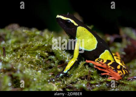 Baron's Mantella (Mantella baroni) aus Ranomafana NP, Ost-Madagaskar. Stockfoto