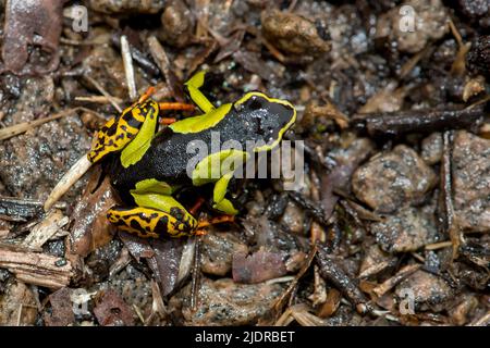 Baron's Mantella (Mantella baroni) aus Ranomafana NP, Ost-Madagaskar. Stockfoto