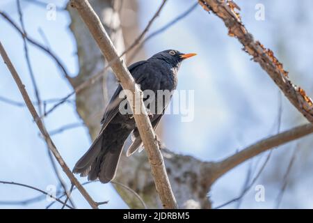 Die gewöhnliche Amsel (Turdus merula) oder eurasische Amsel, männliche echte Drossel in der Gattung Turdus, Familie Turdidae. Stockfoto