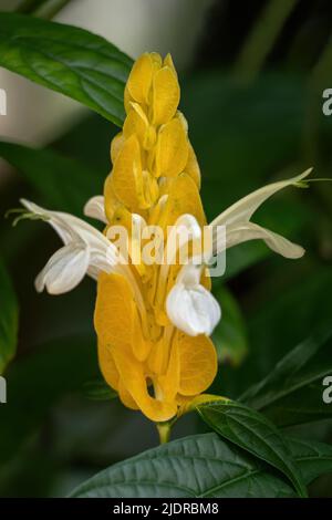 Blume der Pachystachys lutea, der goldenen Garnelenpflanze oder Lollipop-Pflanze, tropischer immergrüner Strauch in der Familie der Acanthaceae, die in Peru beheimatet ist. Stockfoto