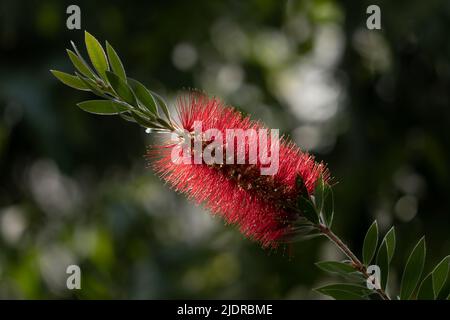 Gewöhnliche rote Flaschenbürstenblüte, karmesinrote Flaschenbürste oder Zitronenbürste (Melaleuca citrina oder Callistemon citrinus), Pflanze in der Myrtenfamilie Myrtac Stockfoto