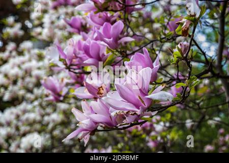 Magnolia soulangeana 'Rustica Rubra' blüht im Frühling, Pflanze in der Familie Magnoliaceae. Stockfoto