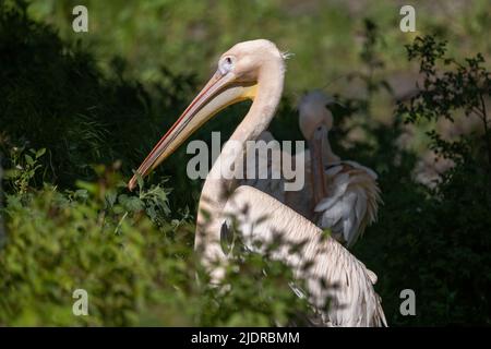 Der große weiße Pelikan (Pelecanus onocrotalus), häufig verwendete Namen: östlicher weißer Pelikan oder rosiger Pelikan, Vogel aus der Familie Pelecanidae, Region: Stockfoto