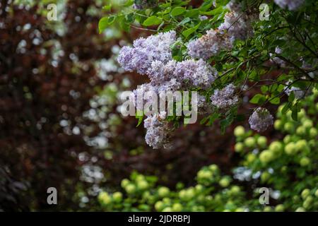 Blühende Blüten der Gemeinen Flieder Syringa vulgaris 'Marechal Lannes', blühende Pflanze in der Olivenfamilie Oleaceae. Stockfoto