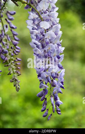 Wisteria sinensis Chinesische Wisteria Lavendel blühende Blume, Pflanze in Familie Fabaceae (Familie der Erbsengewächse), heimische Gattung: China. Stockfoto