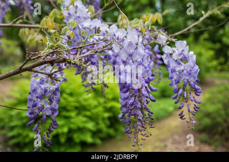 Wisteria sinensis Chinesische Wisteria Lavendel blühende Blüten, Pflanze in Familie Fabaceae (Familie der Erbsengewächse), heimische Gattung: China. Stockfoto