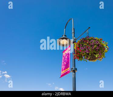 Körbe von hängenden petunia Blumen am Balkon. Petunia Blume in Zierpflanzen. Stockfoto