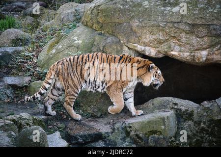 Sibirischer Tiger. Elegante Großkatze. Gefährdete Raubkatze. Weißes, schwarzes, orange gestreiftes Fell. Säugetierfoto Stockfoto