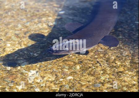 Der Langfinnaal ist ein einheimischer Predat in Neuseeland. Sie lebt in Süßwasser und wandert nur einmal zum Meer, um sich zu brüten, bevor sie stirbt. Stockfoto