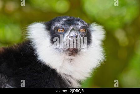 Schwarz-weiß geraffter Lemur - Varecia variegata subcincta, in einem Baum Stockfoto