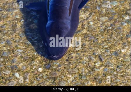 Langflossen-Aale haben einen erstaunlichen Geruchssinn, dazu kommen ihre Rohrnasillen, die hier direkt über dem Mund zu sehen sind. Stockfoto