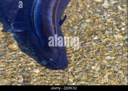 Neuseelands einheimischer Langflossen-Aal in den Untiefen bricht sein Rücken die Wasseroberfläche. Stockfoto