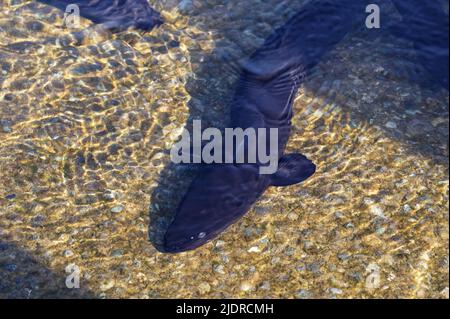 Ein schöner Langflossen-Aal in flachem Wasser. Stockfoto