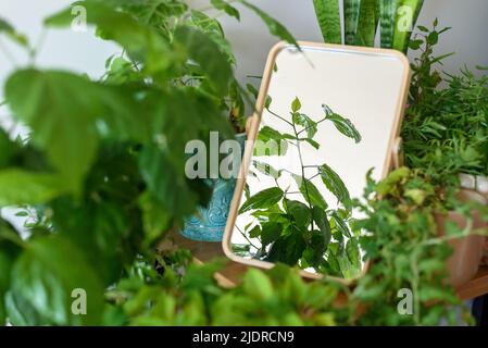 Wohnecke mit vielen heimischen Pflanzen in verschiedenen Töpfen auf Tisch, Stühlen und Boden. Hausgarten. Pflanzen spiegeln sich im Spiegel Stockfoto