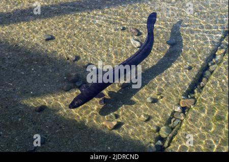 Die lange Rückenflosse des einheimischen neuseeländischen Langflossen-Aals ist hier zu sehen. Es fährt über eine Bootsrampe am Lake Rotoiti in Nelson Lakes National Par Stockfoto