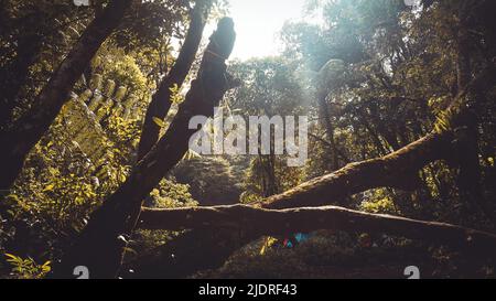 Bäume in Mount Ciremai, Indonesien Stockfoto