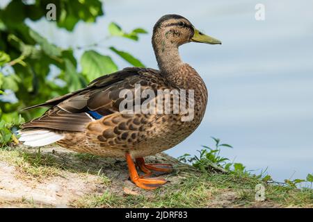 Nahaufnahme einer weiblichen Stockente, die am Ufer steht, voller Körper Stockfoto