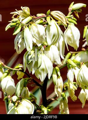 Die Thready Palmlilie (Yucca filamentosa) wird auch Garden Yucca, Ferald's Yucca oder Narrow Leaf Yucca genannt. Stockfoto