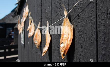 Enkhuizen, Niederlande. Juni 2022. Plattfische hängen zum Trocknen in der Sonne. Hochwertige Fotos. Selektiver Fokus. Stockfoto