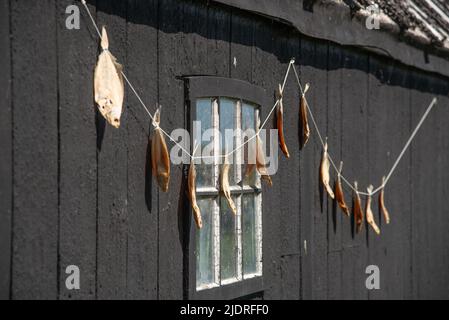 Enkhuizen, Niederlande. Juni 2022. Plattfische hängen zum Trocknen in der Sonne. Hochwertige Fotos. Selektiver Fokus. Stockfoto