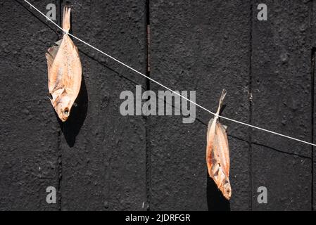 Enkhuizen, Niederlande. Juni 2022. Plattfische hängen zum Trocknen in der Sonne. Hochwertige Fotos. Selektiver Fokus. Stockfoto