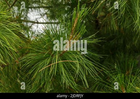 Sibirische Kiefernnadeln. Natürlicher Hintergrund und natürliche Textur. Stockfoto