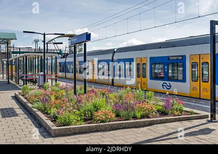Hillegom, Niederlande, 21. Juni 2022: Bahnsteig des örtlichen Bahnhofs mit buntem Blumenbeet und Sprinterzug Stockfoto
