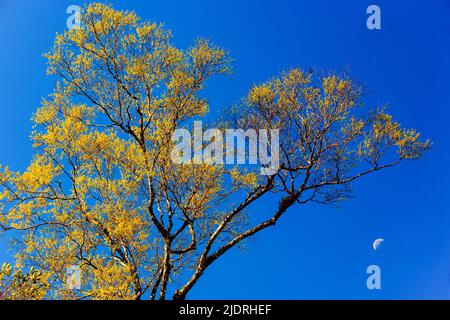 Leuchtend gelbe Blätter des wilden Baumes am blauen Himmel an einem Wintermorgen, abnehmender Halbmond verschwommen im Hintergrund. Stockfoto