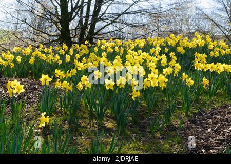 Einige blühen Daffodil, Nordrhein-Westfalen, Deutschland Stockfoto