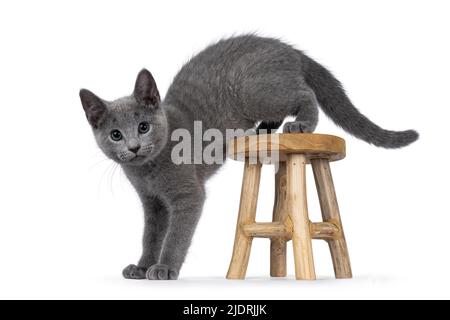 Ausgezeichnete typisierte russische blaue Katze Kätzchen, Trittseiten von kleinen hölzernen Hocker. Blick direkt auf die Kamera mit grünen Augen. Isoliert auf einem weißen BA Stockfoto