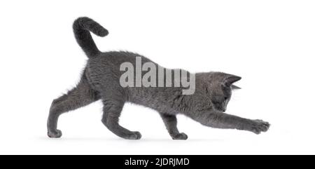 Ausgezeichnete typisierte russische blaue Katze Kätzchen, spielen Nebenwege. Blick weg von der Kamera mit grünen Augen. Isoliert auf weißem Hintergrund. Stockfoto