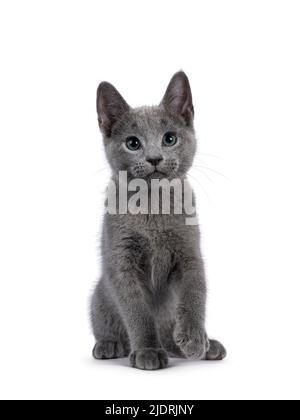 Ausgezeichnete typisierte russische blaue Katze Kätzchen, sitzen nach vorne. Blick direkt auf die Kamera mit grünen Augen. Isoliert auf weißem Hintergrund. Stockfoto