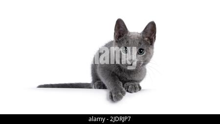 Ausgezeichnete typisierte russische blaue Katze Kätzchen, auf der Kante liegend bereit, etwas zu fangen. Blick direkt auf die Kamera mit grünen Augen. Isoliert auf einem weißen Rücken Stockfoto