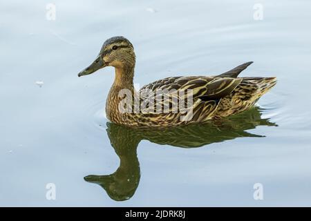 Weibliche Stockente schwimmt im Wasser, mit Reflexion auf dem Wasser Stockfoto