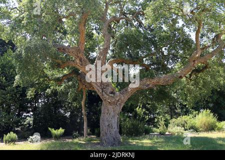 Cork Oak (Quercus suber), Paunshill Park, Cobham, Surrey, England, Großbritannien, Großbritannien, Europa Stockfoto