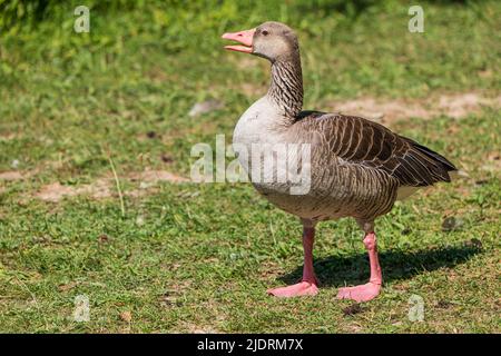 Ganzkörperporträt einer grauen Gans auf einer Wiese mit offenem Schnabel Stockfoto