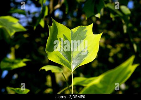 Buntes Tulpenbaum (Liriodendron tulipifera Aureomarginatum). Stockfoto