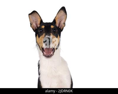 Kopfschuss eines glücklichen jungen, glatten Collie-Hundes, der mit dem Gesicht nach vorne sitzt. Blick auf die Kamera mit offenem Mund. Isoliert auf weißem Hintergrund. Stockfoto