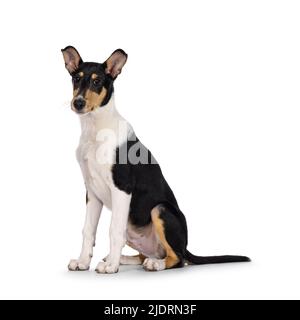 Niedlicher junger glatter Collie Hund, sitzend auf Seitenwege. Blick auf die Kamera. Isoliert auf weißem Hintergrund. Stockfoto